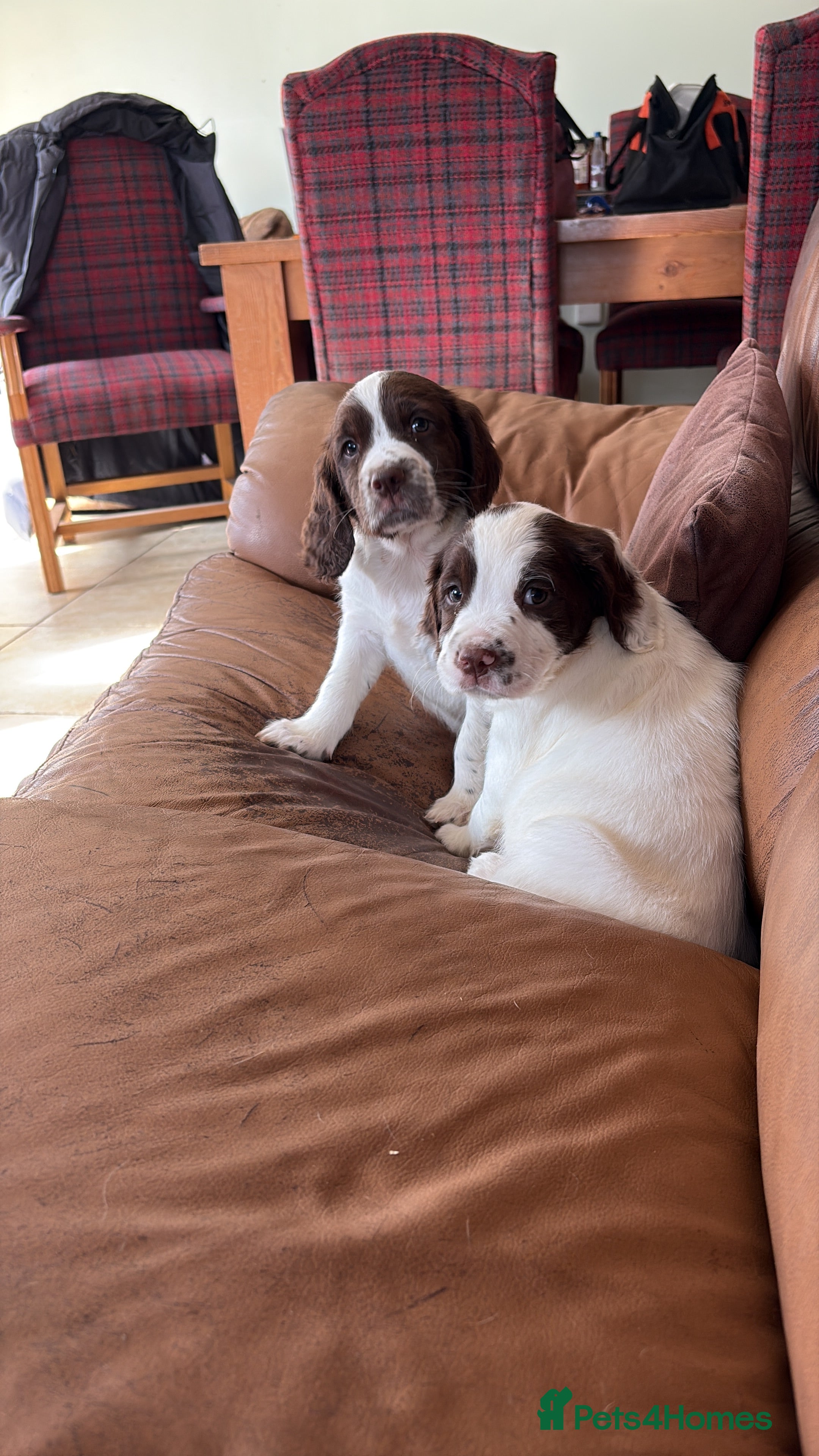 English Springer Spaniel dogs Beautiful boys looking for forever homes - Advert 2