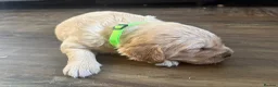 Golden Retriever dogs for sale: Golden Retiever puppies  - Advert 6