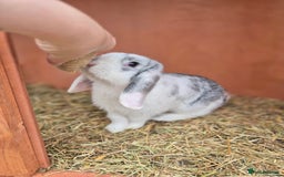 Mini Lop rabbits for sale: Loving male mini lop - Image 2