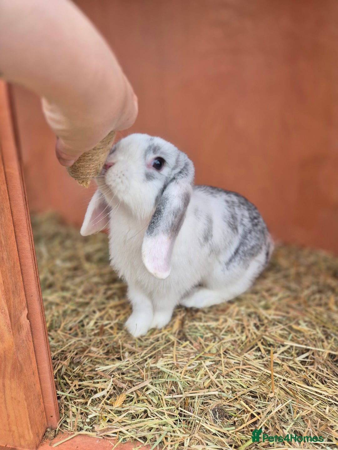 Mini Lop rabbits for sale: Loving male mini lop - Image 2