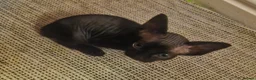 Mixed Breed cats for sale: RARE Sphynx Cross Babies - Advert 3