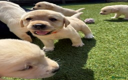 Labrador Retriever dogs for sale: ✨ Stunning chunky Labrador puppies ✨ - Image 11