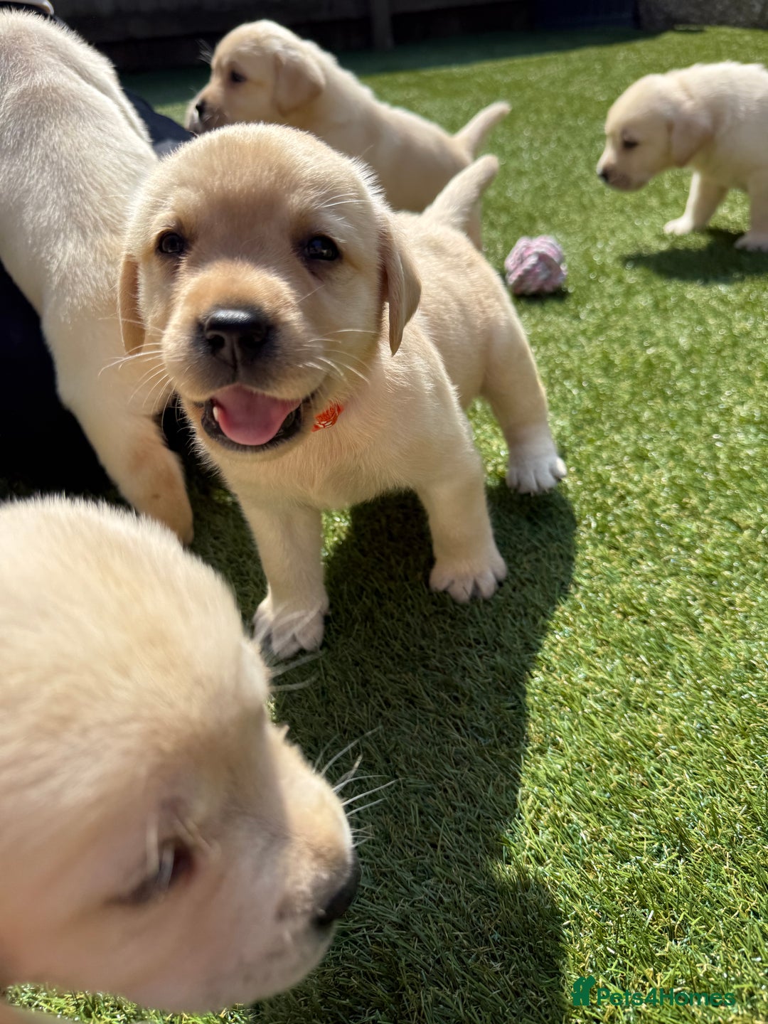 Labrador Retriever dogs for sale: ✨ Stunning chunky Labrador puppies ✨ - Image 11