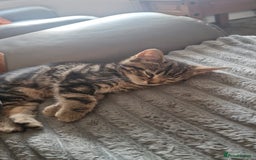 Mixed Breed cats for sale: Gorgeous Bengal X Boy Kitten 😸 💖  - Image 3