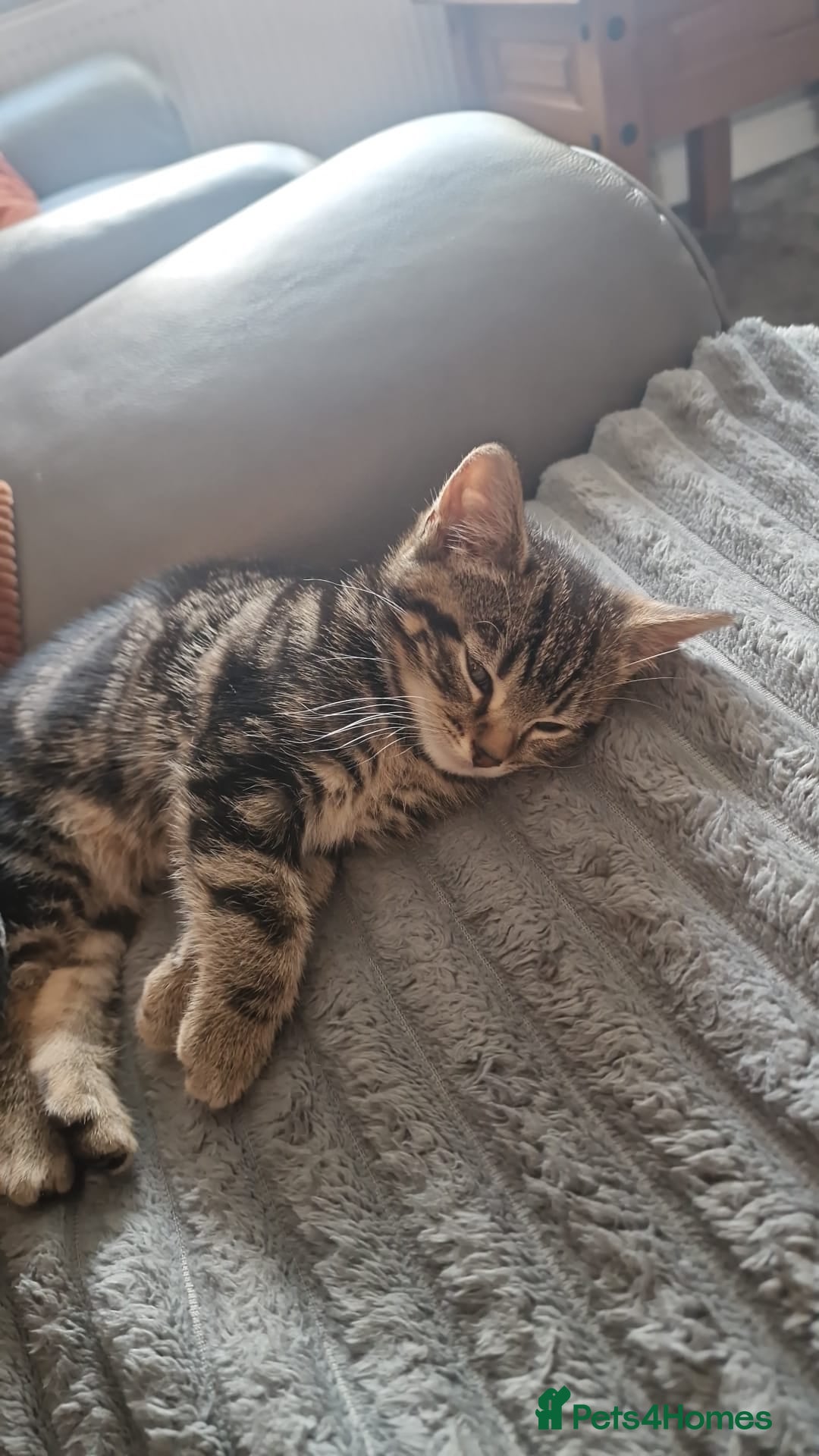 Mixed Breed cats for sale: Gorgeous Bengal X Boy Kitten 😸 💖  - Image 3