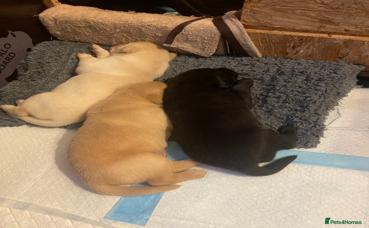 Labrador Retriever dogs - Advert 14