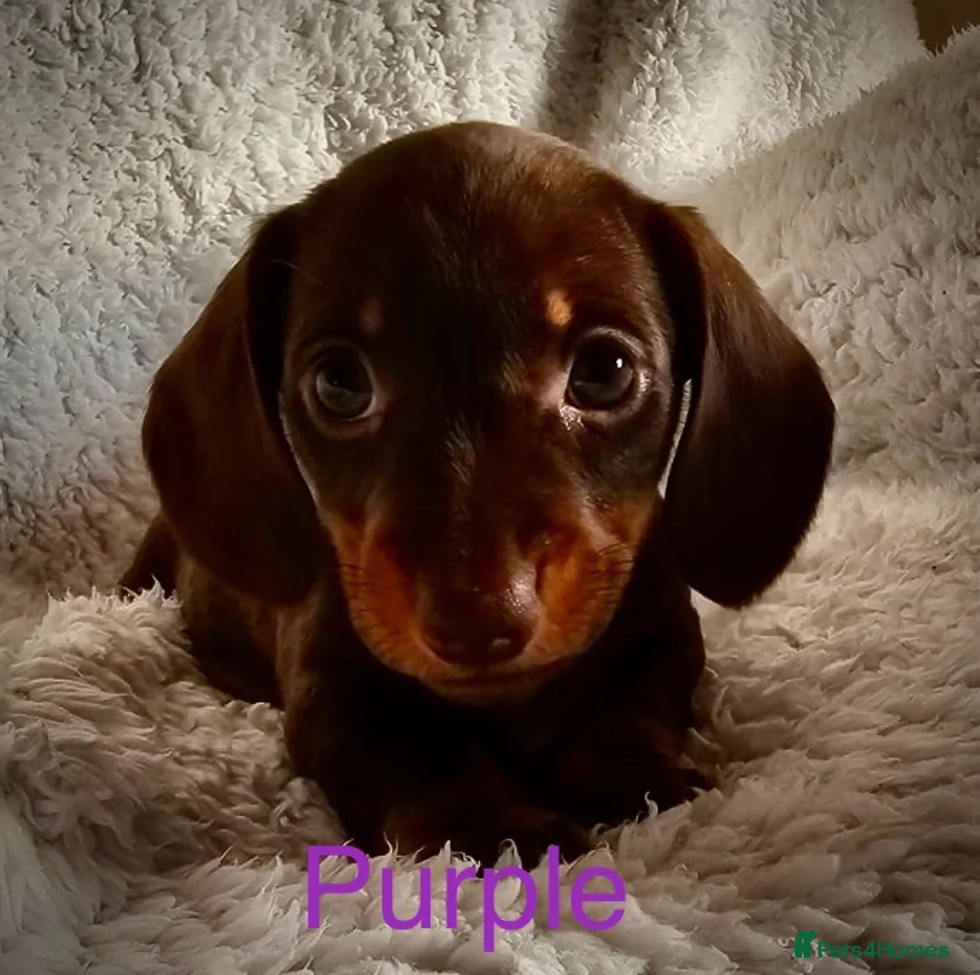 Miniature Dachshund dogs for sale: Miniature dachshund - Advert 2