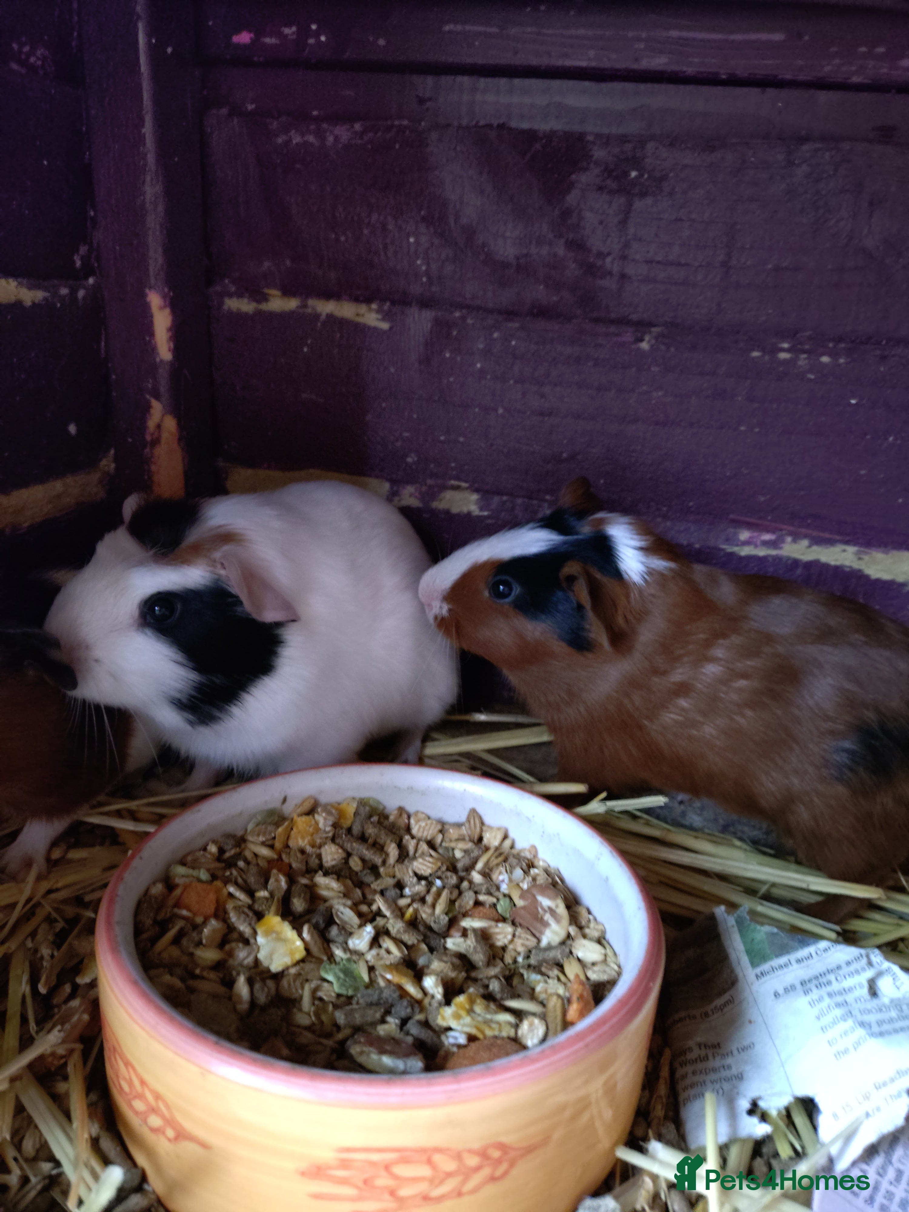 Guinea Pig rodents Lots of baby girls and boys - Advert 17