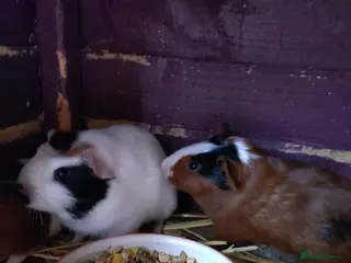 Guinea Pig rodents Lots of baby girls and boys - Advert 17