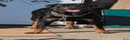 Rottweiler dogs for sale: 💔 Reluctant Rehoming 💔 - Advert 3