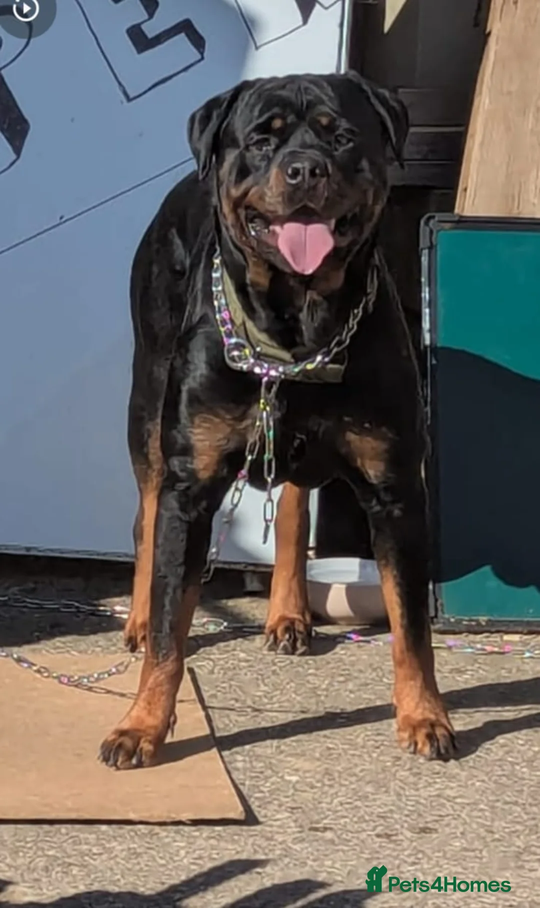 Rottweiler dogs for sale: 💔 Reluctant Rehoming 💔 - Advert 3