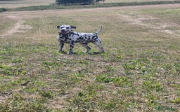 Dalmatian dogs for stud: Milo  - Image 14