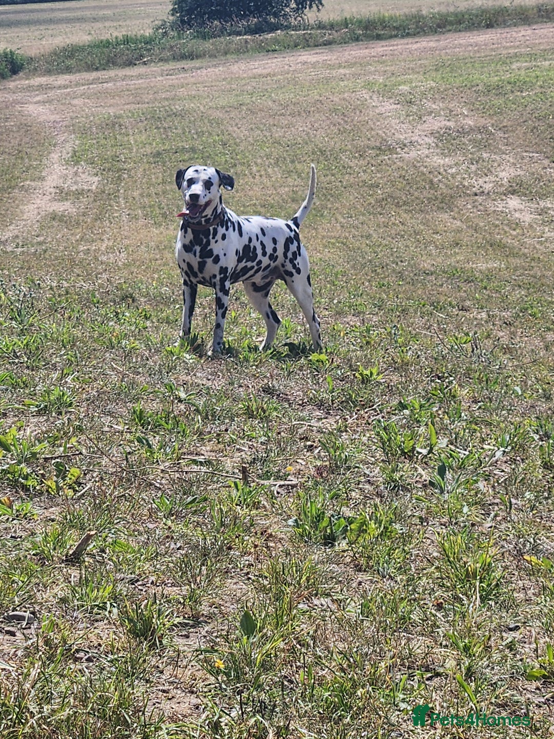 Dalmatian dogs for stud: Milo  - Image 14