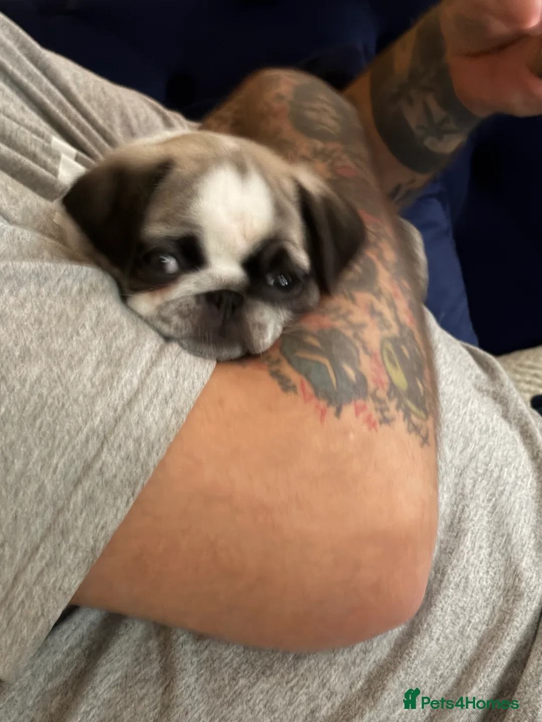 Pug dogs for sale: Beautifull pug pupies looking for a forever sofa in Plymouth - Advert 6