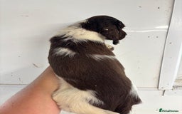 English Springer Spaniel dogs for sale: Springer Spaniel Puppies Ready to go - Image 15