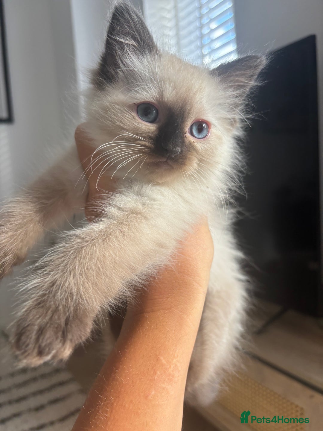 Ragdoll cats for sale: Two Beautiful girls  - Image 6