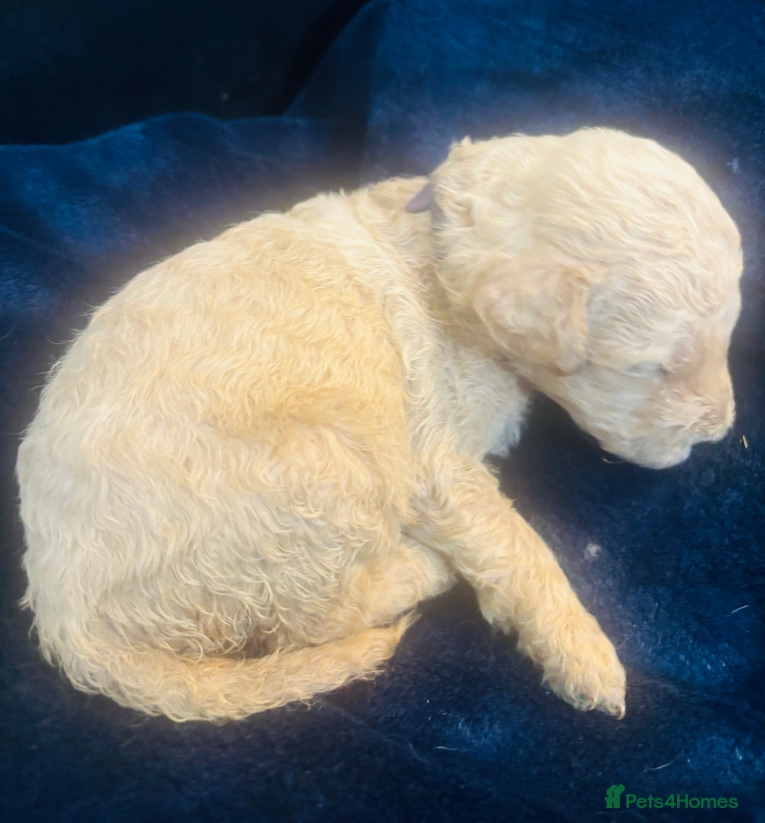 Standard Poodle dogs for sale: Kc registered standard poodle pups  - Image 5