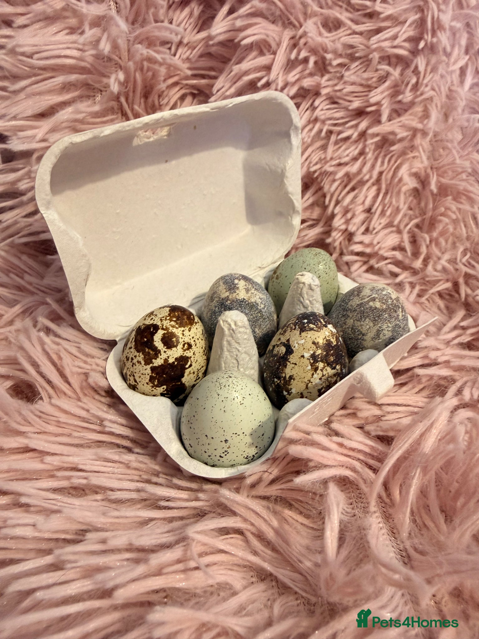 Quail poultry Quail Hatching eggs 🥚  - Advert 2