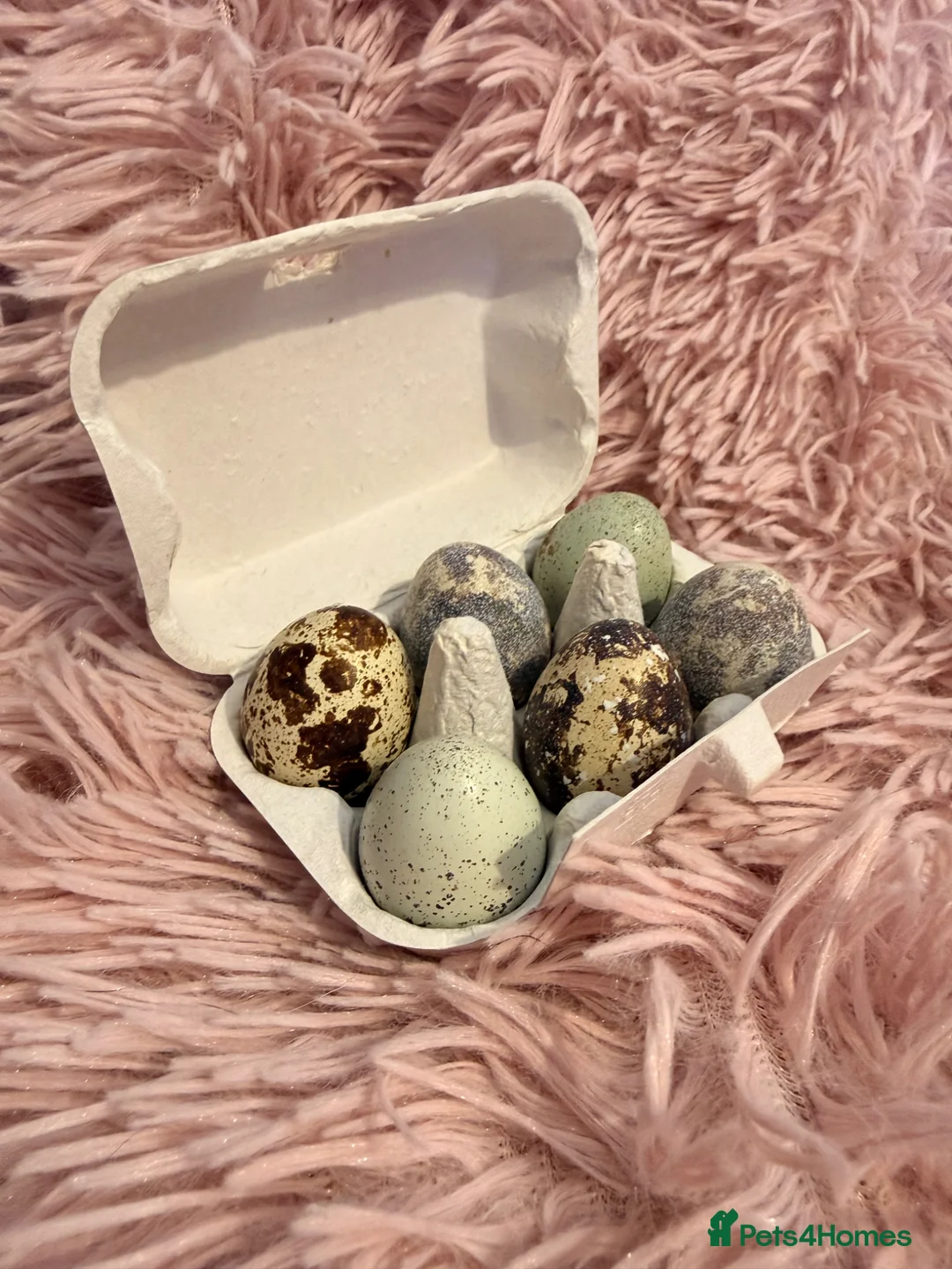 Quail poultry for sale: Quail Hatching eggs 🥚  - Advert 1