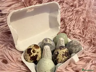 Quail poultry Quail Hatching eggs 🥚 - Advert 2