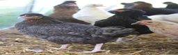 Chickens poultry for sale: Point of lay hybrid hens  - Advert 3