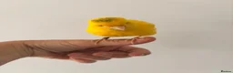 Canaries birds for sale: Adult and hand reared young canaries - Advert 18