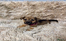 Jack Russell dogs for sale: Much Wenlock Mix Miniature Jack Russell Puppies - Image 15