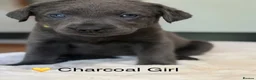 Labrador Retriever dogs for sale: Stunning Silver/Charcoal Labrador pups - Advert 3