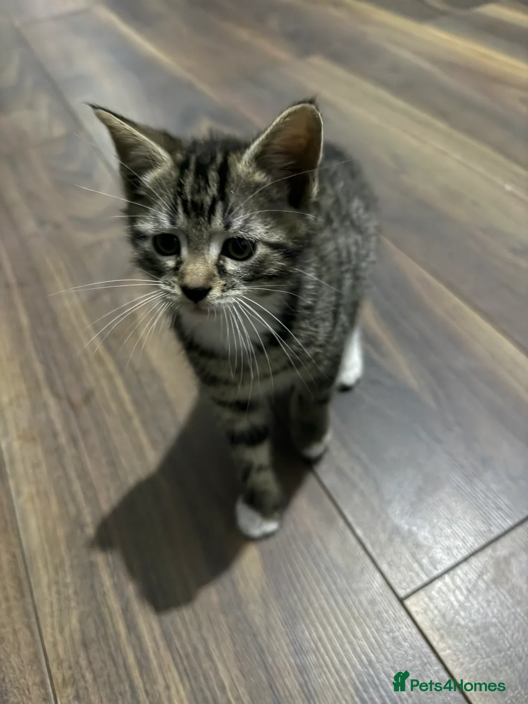 Mixed Breed cats for sale: Kitten  - Advert 2