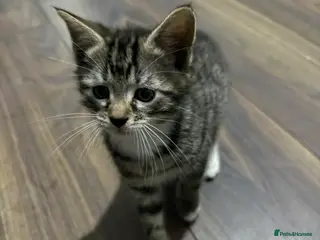 Mixed Breed cats Kitten - Advert 18