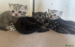 British Shorthair cats for sale: Pedigree British shorthair kittens for sale  - Image 10
