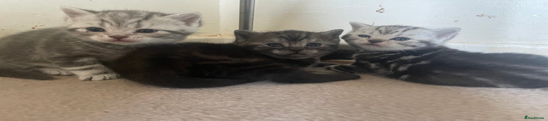 Ghost tabby female 