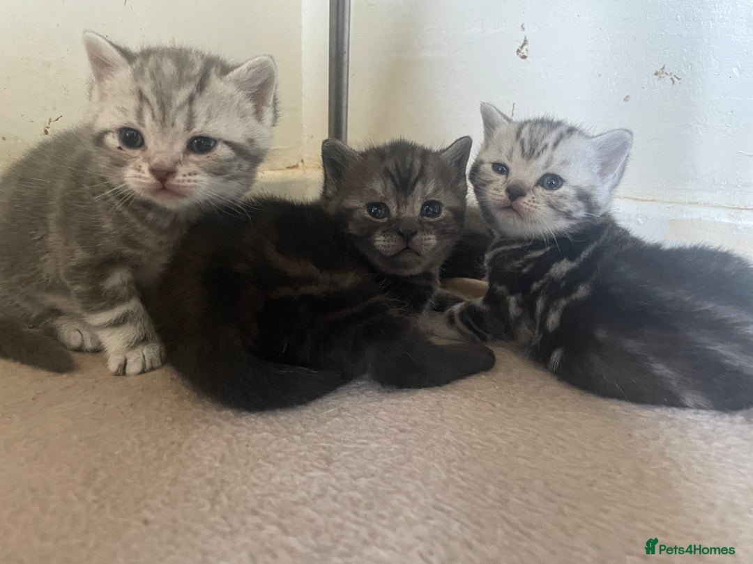 British Shorthair cats for sale: Pedigree British shorthair kittens for sale  - Image 10
