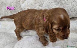 Cocker Spaniel dogs for sale: 🐾 Adorable Cocker Spaniel Puppies for Sale! 🐾 - Image 11