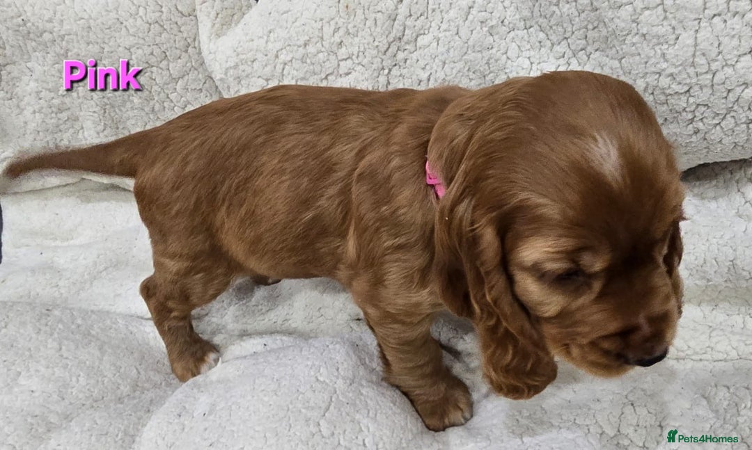 Cocker Spaniel dogs for sale: 🐾 Adorable Cocker Spaniel Puppies for Sale! 🐾 - Image 11