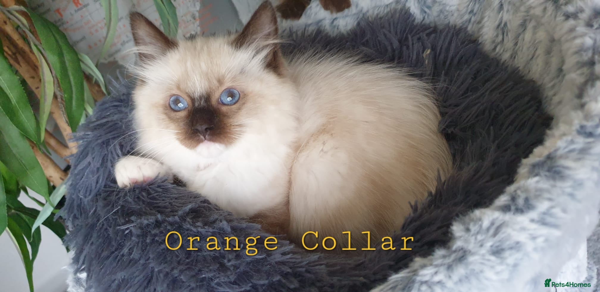 Ragdoll cats Stunning GCCF Registered Ragdoll Kittens. - Advert 2