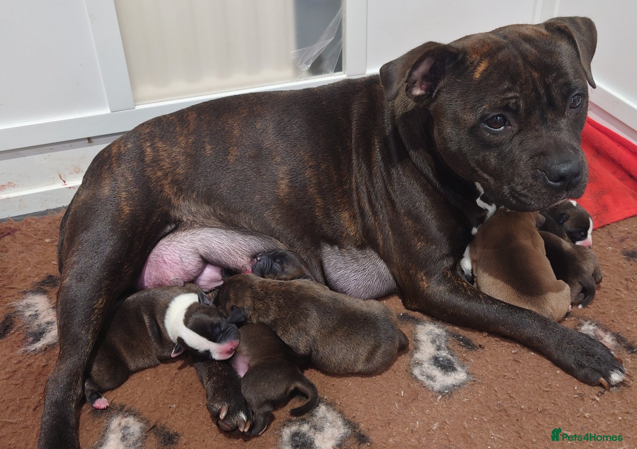 Staffordshire Bull Terrier dogs 6x full breed KC Staffordshire bull terrier pups - Advert 7
