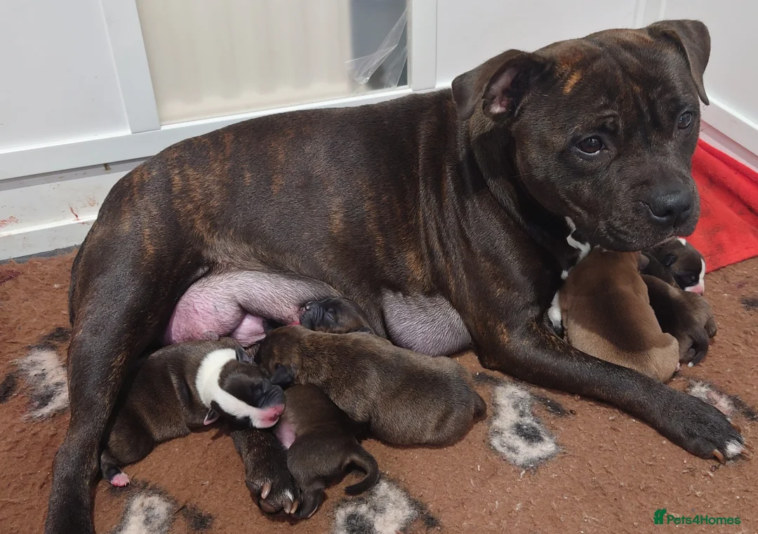 Staffordshire Bull Terrier dogs for sale: 6x full breed KC Staffordshire bull terrier pups - Advert 2