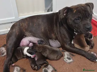 Staffordshire Bull Terrier dogs 6x full breed KC Staffordshire bull terrier pups - Advert 7