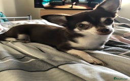 Chihuahua dogs for sale: Stunning absolutely stunning female chihuahua  - Image 2