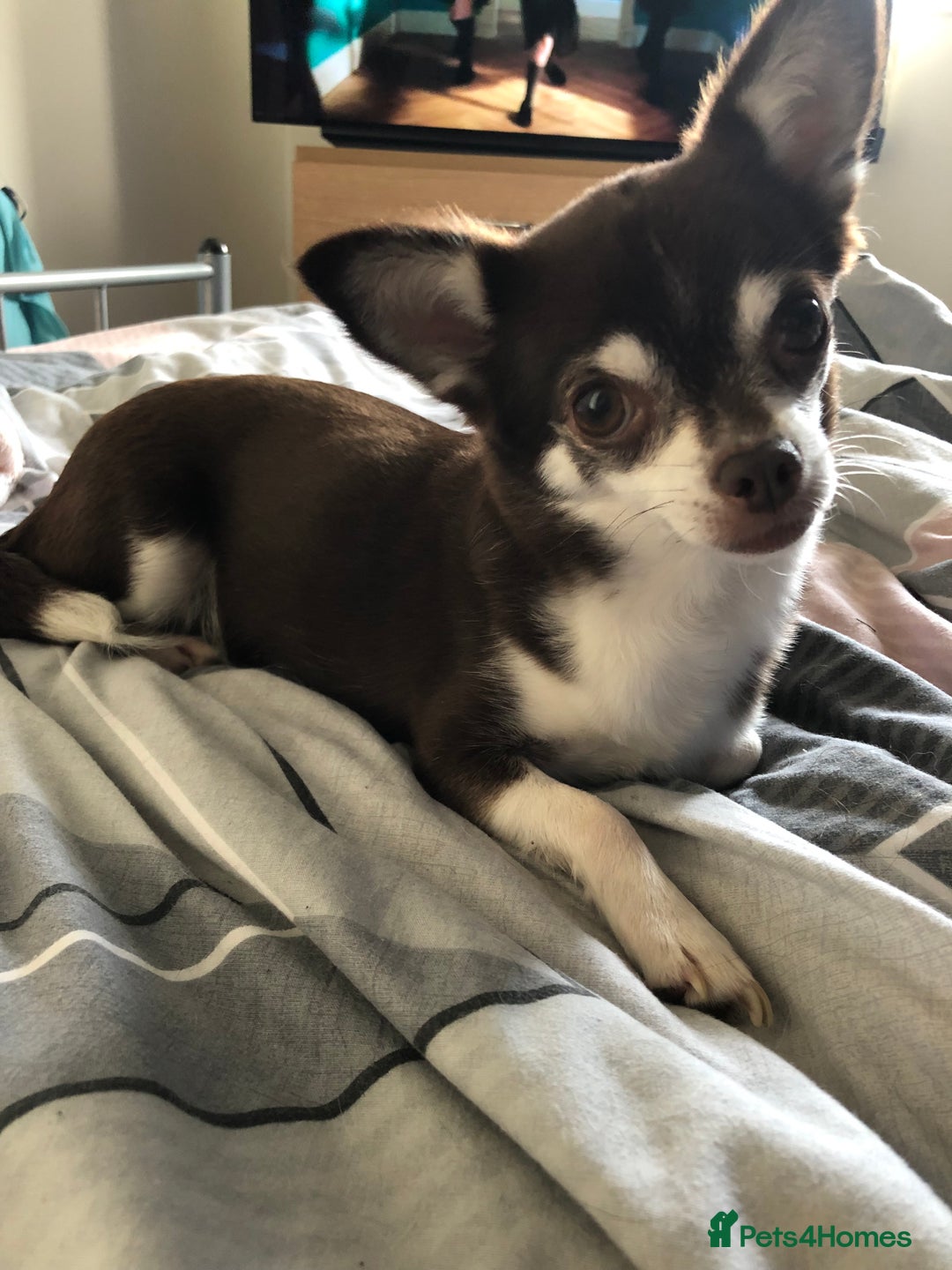 Chihuahua dogs for sale: Stunning absolutely stunning female chihuahua  - Image 2