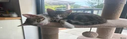 Mixed Breed cats for sale: Mixed breed with bengal in Eastleigh - Advert 24