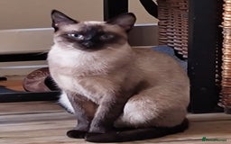 Siamese cats for sale: Siamese crossed with  Ragdol - Image 9