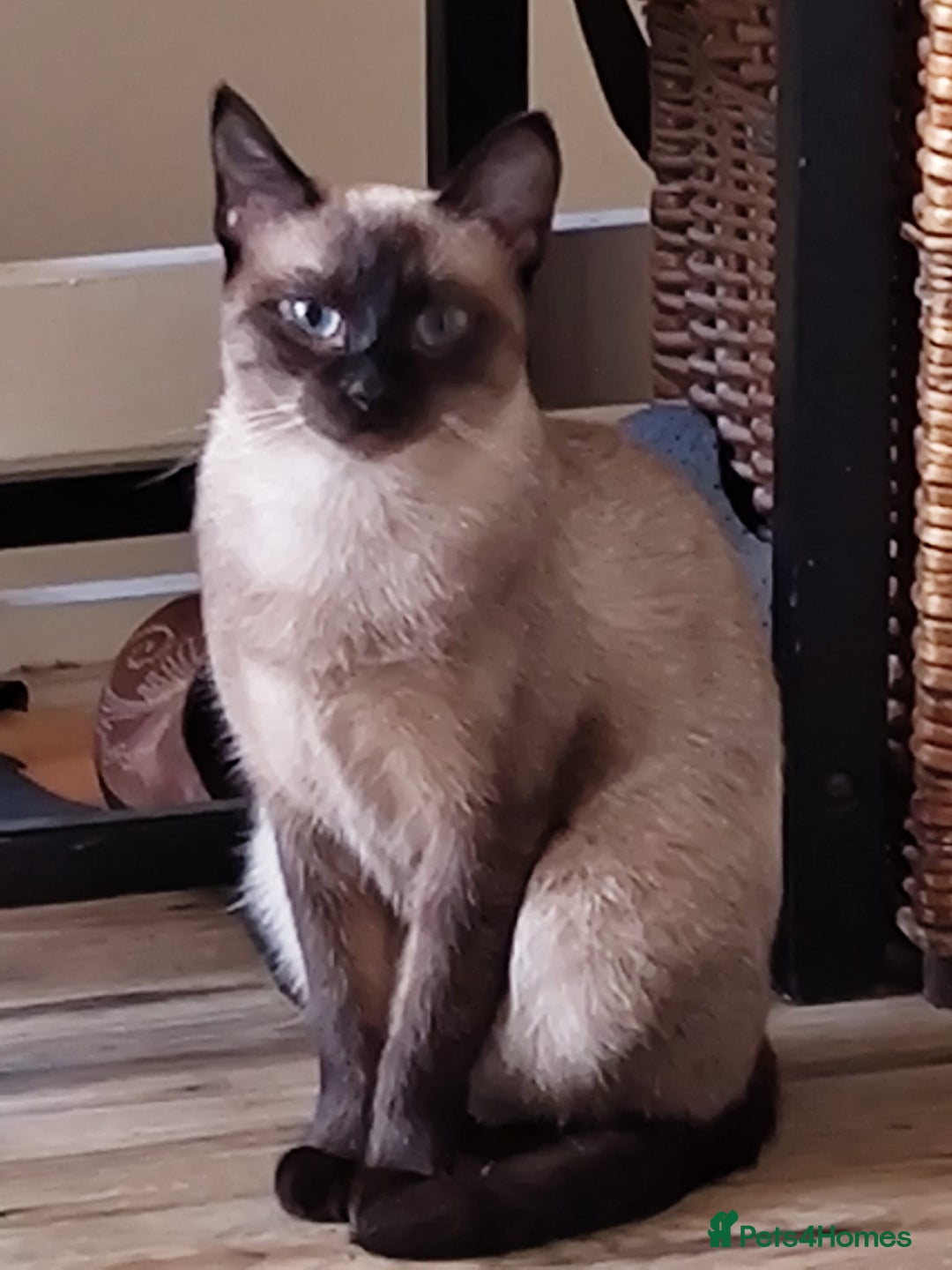 Siamese cats for sale: Siamese crossed with  Ragdol - Image 9