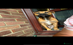 Bullmastiff dogs for stud: FOR STUD  - Image 2