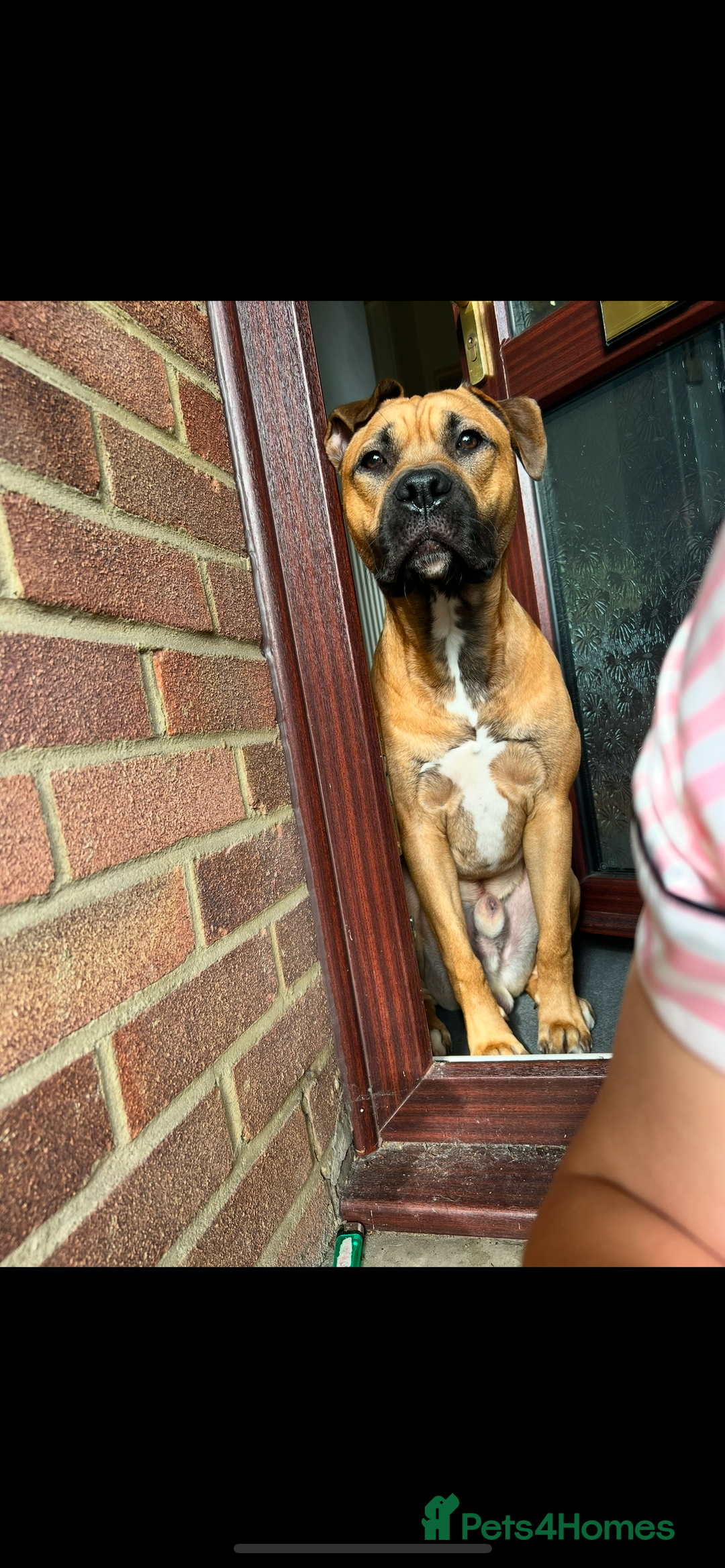 Bullmastiff dogs for stud: FOR STUD  - Image 2
