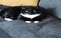 Domestic Shorthair cats for sale: Beautiful female cat - Image 2