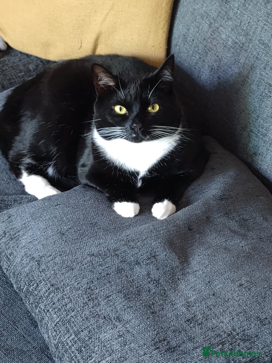 Domestic Shorthair cats for sale: Beautiful female cat - Image 2