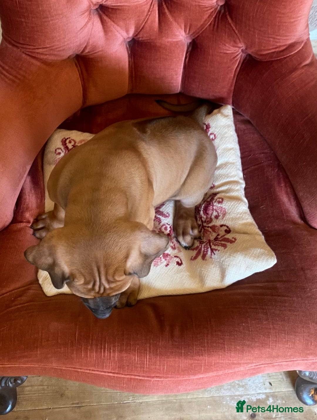 Rhodesian Ridgeback dogs for sale: LADYLIUWA KC REG. LITTER: LAST TWO PUPS FOR SALE in Grantham - Image 24