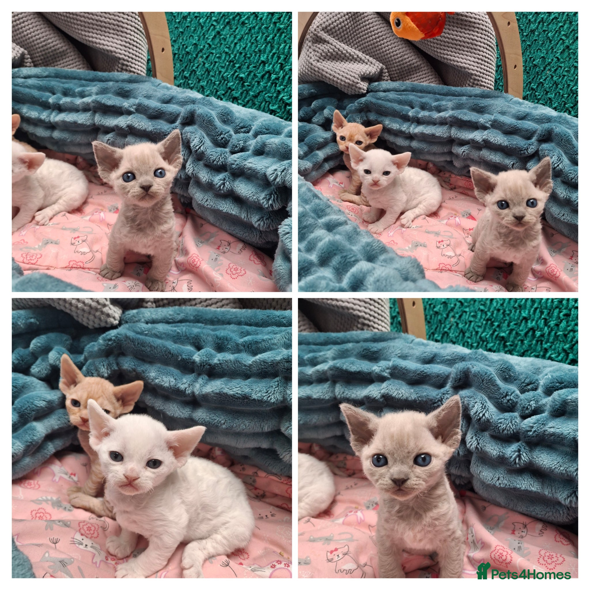 Devon Rex cats Devon rex Kittens-FIFE Registered Pedigree - Advert 1